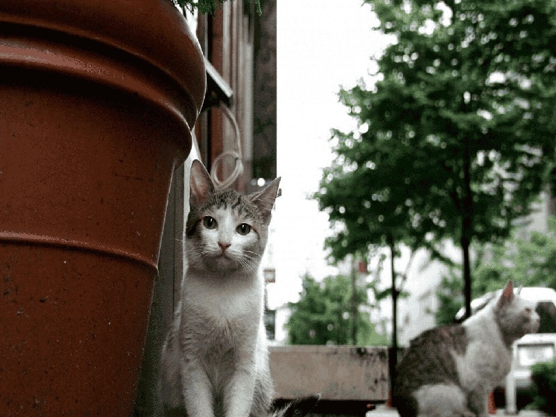 做试管需要排队,试管婴儿得了癌症